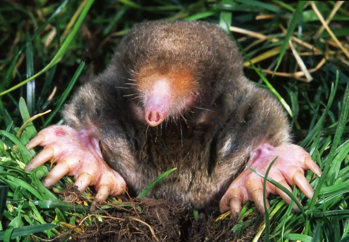 Eastern mole close up showing pointed snout and paddle digging feet