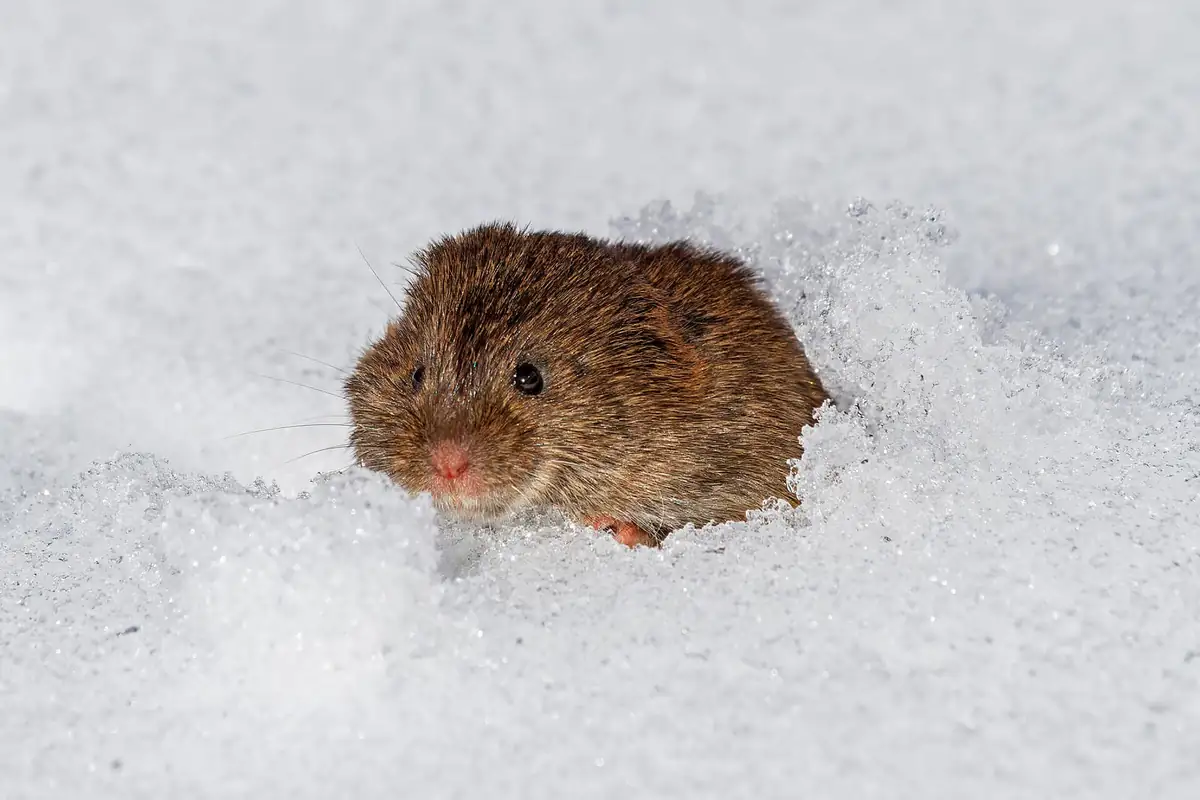 Small brown vole emerging from a snow runway hole