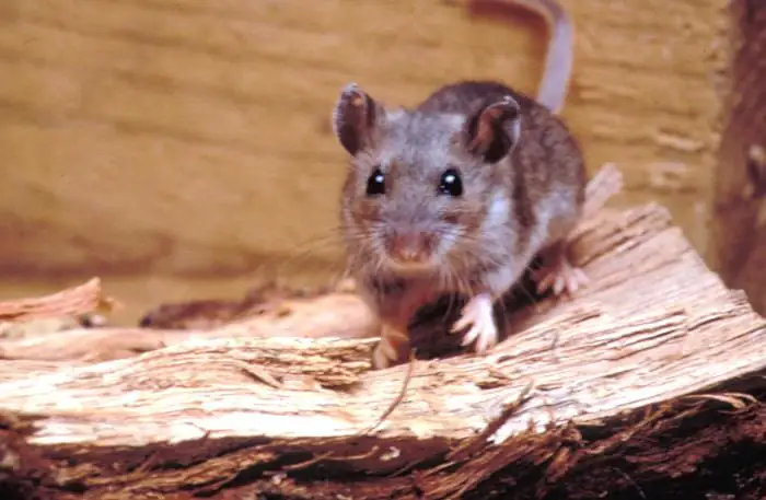 Deer mouse specimen photographed for identification records