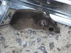 Deer mouse on concrete near a trap