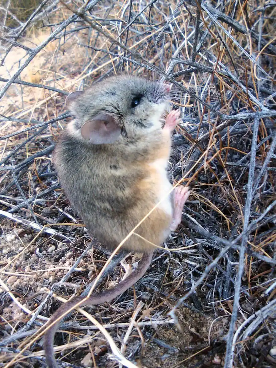 Deer mouse active at night among dry brush