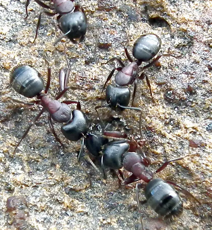 Large black carpenter ant workers clustered on stone