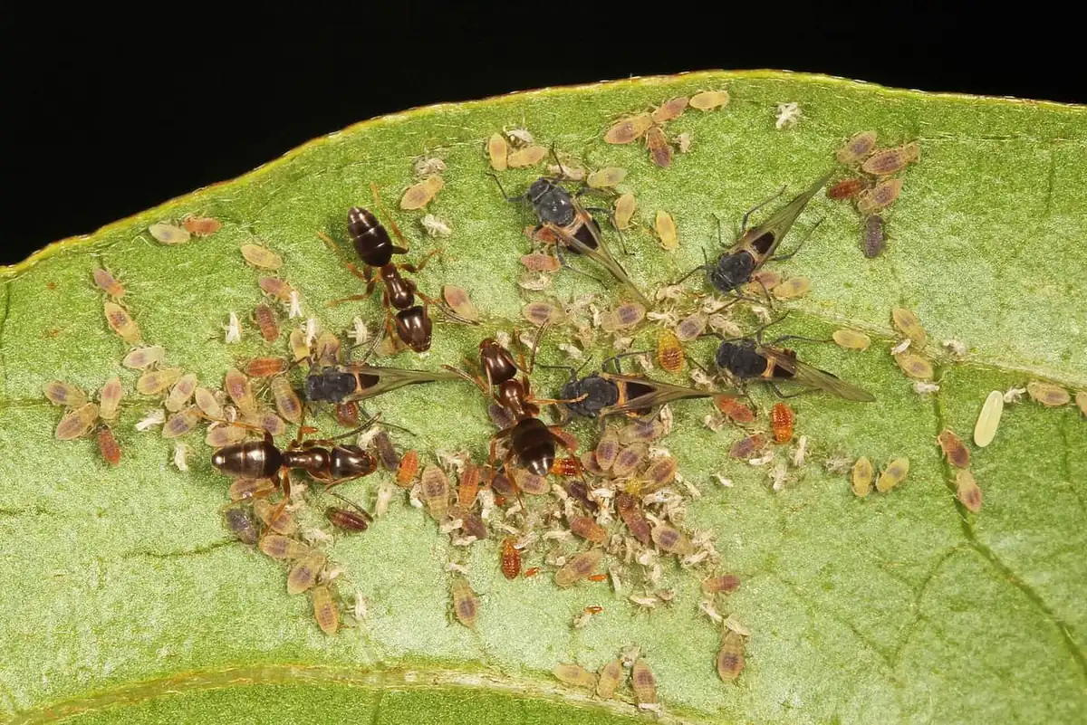 Odorous house ants tending aphids on a leaf