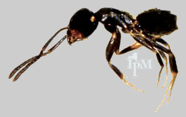 Close-up of an odorous house ant worker showing its single-segmented waist