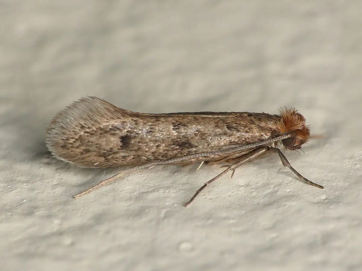 Mottled gray-brown casemaking clothes moth with spotted wings and a fuzzy head