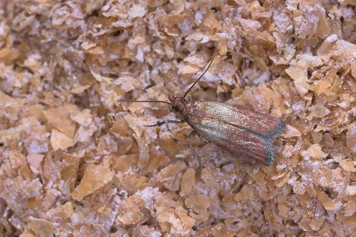 Adult Indianmeal moth with two-tone wings resting on cereal