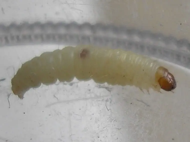 Pale Indianmeal moth larva with a brown head capsule on a clear surface