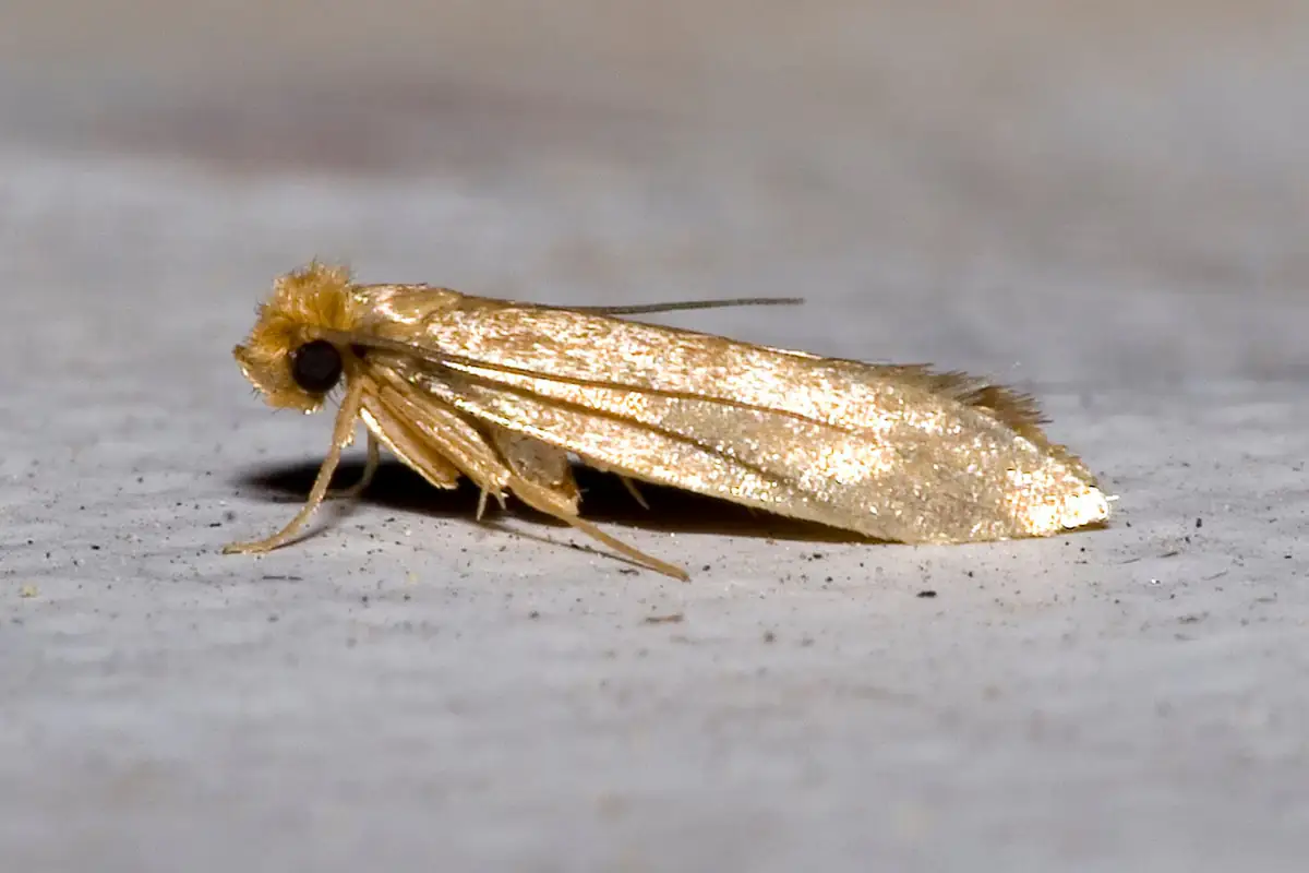 Small golden webbing clothes moth with narrow fringed wings resting on a surface