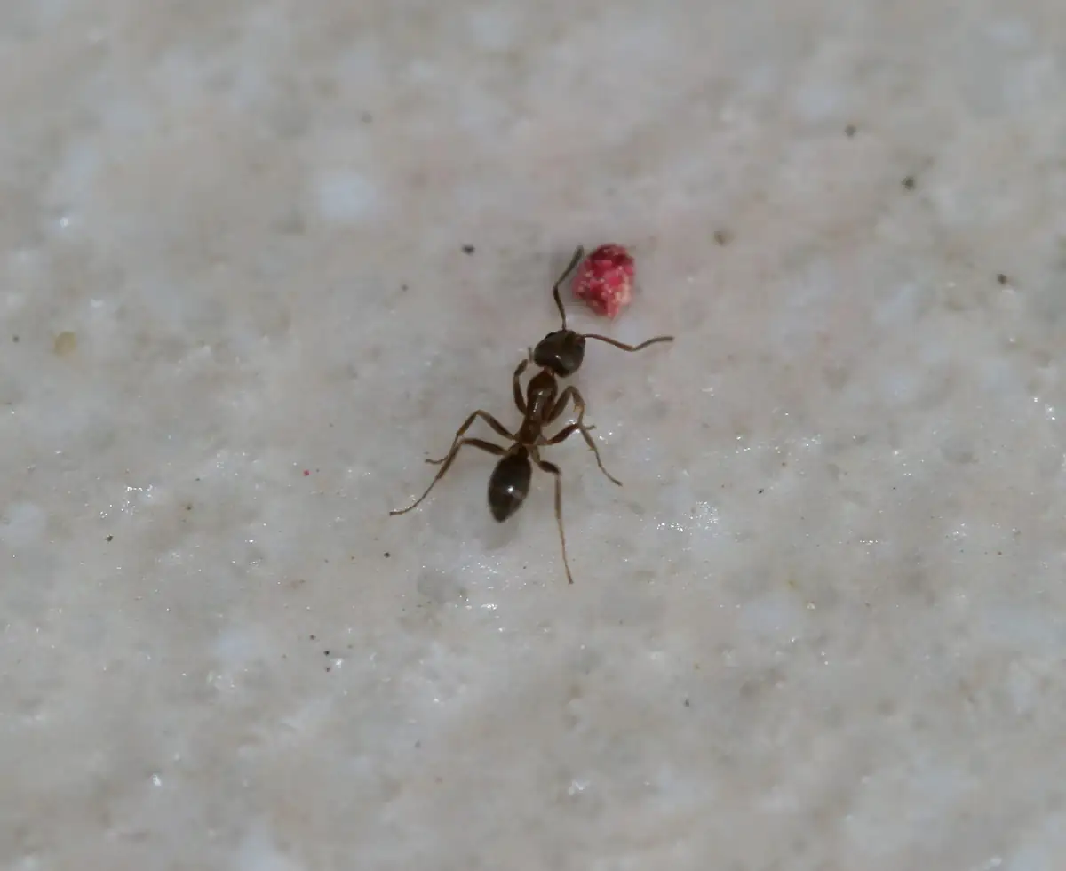 Argentine ant worker carrying a food crumb across a pale surface