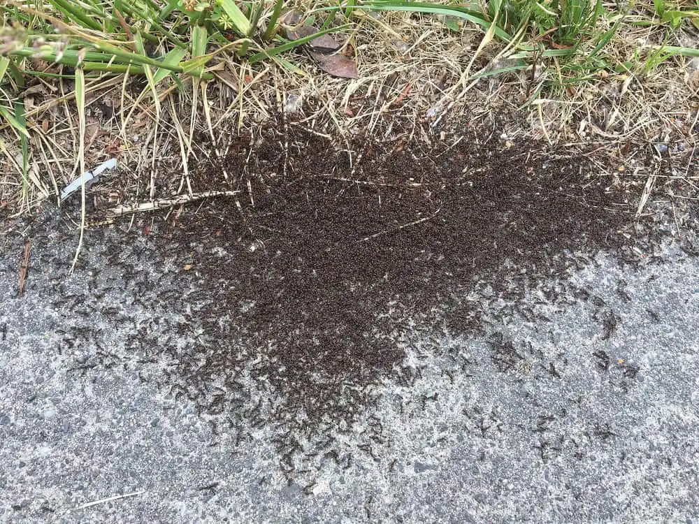 Dense swarm of pavement ants where grass meets sidewalk