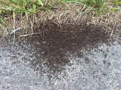 Dense swarm of pavement ants where grass meets sidewalk