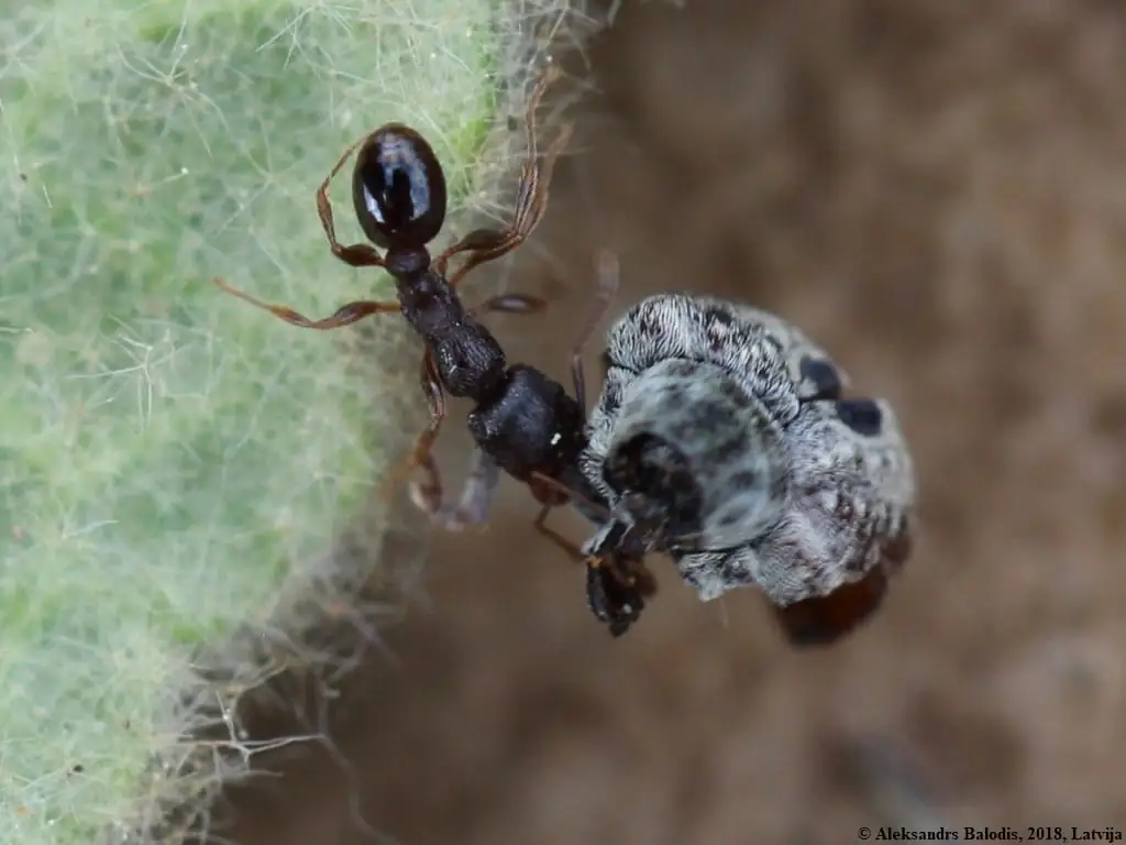 Pavement ant worker in close-up on a leaf