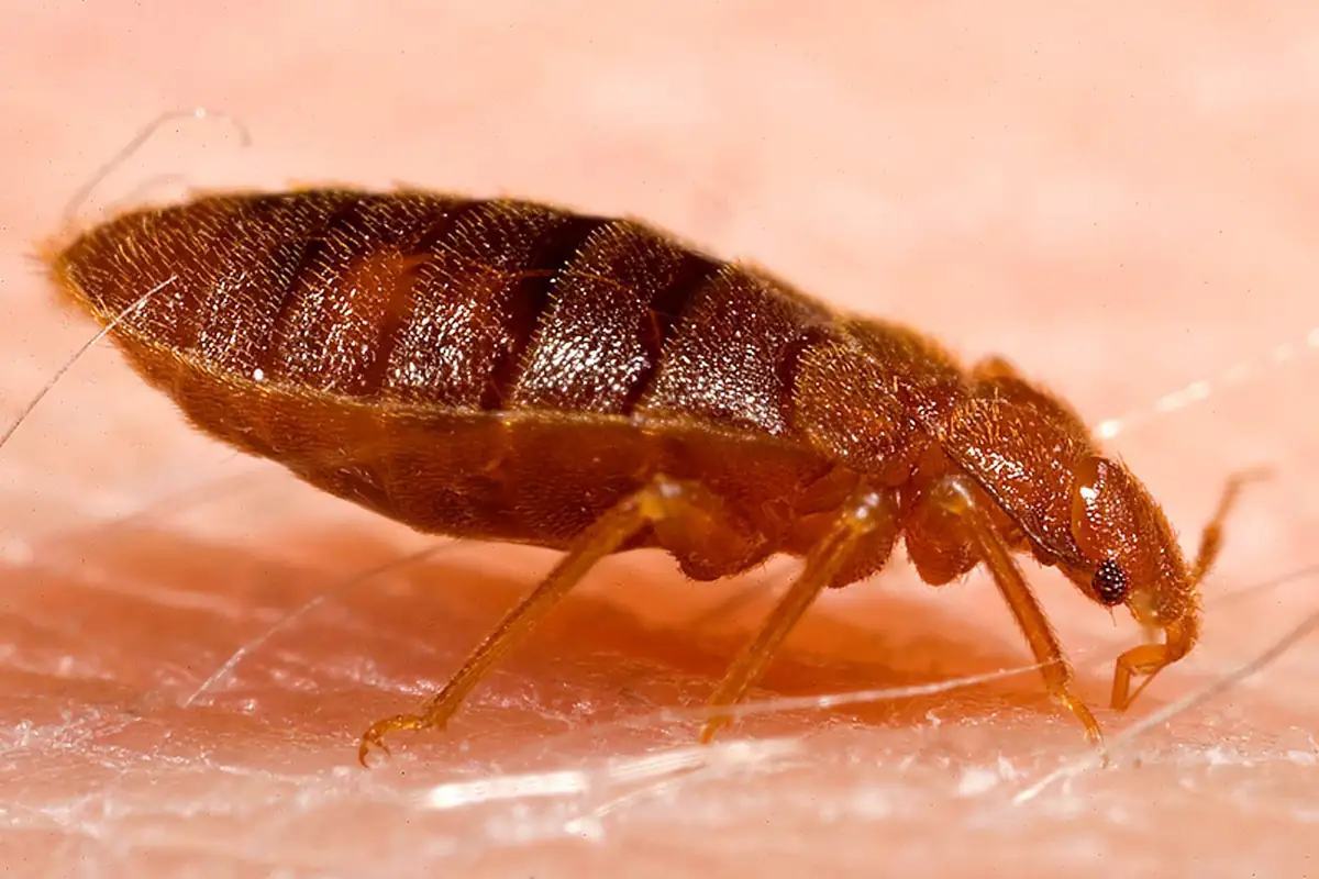 Adult bed bug, Cimex lectularius, close up on skin