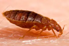 Adult bed bug, Cimex lectularius, close up on skin