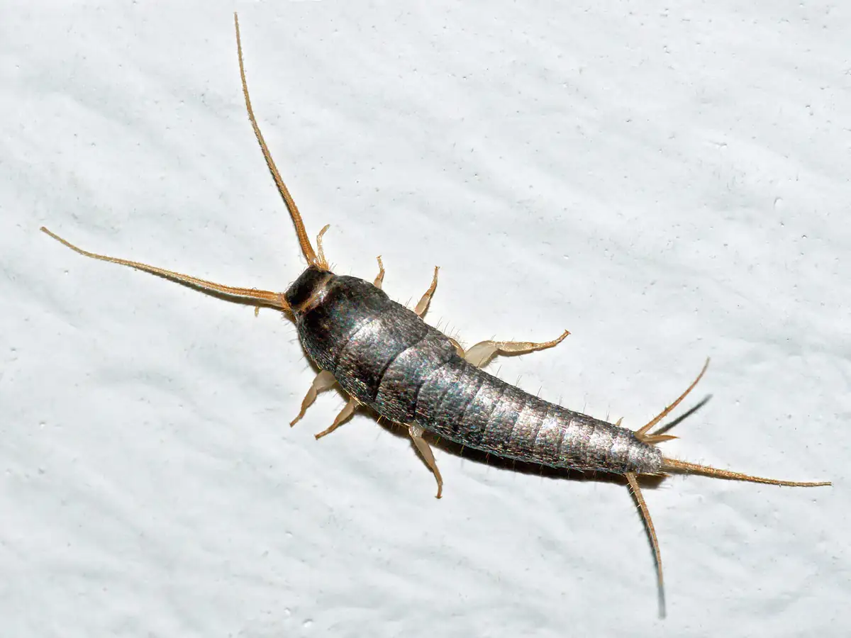 Silverfish from above showing long antennae and three tail filaments