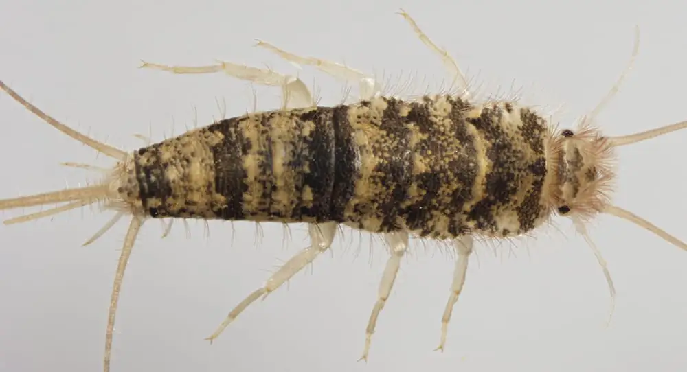 Mottled firebrat, the heat-loving cousin often confused with silverfish