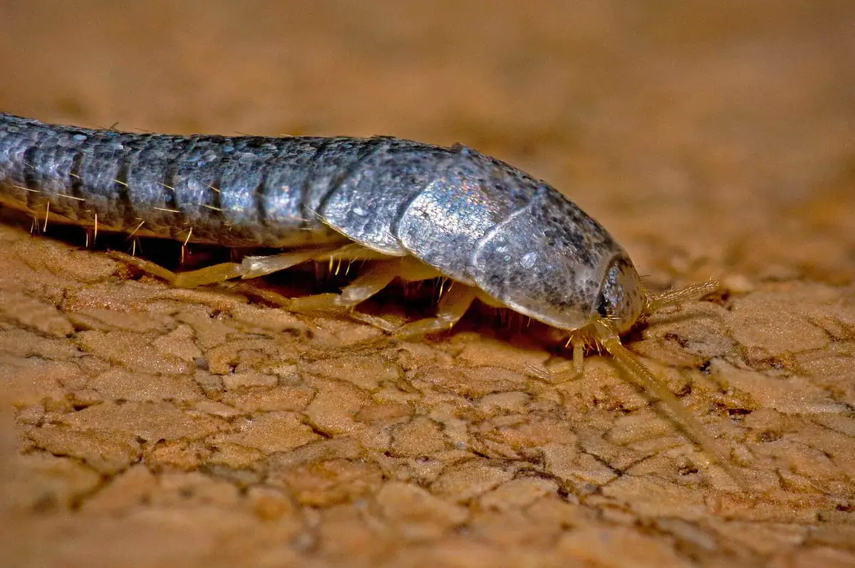 Silverfish close up showing silvery scales and tapered body