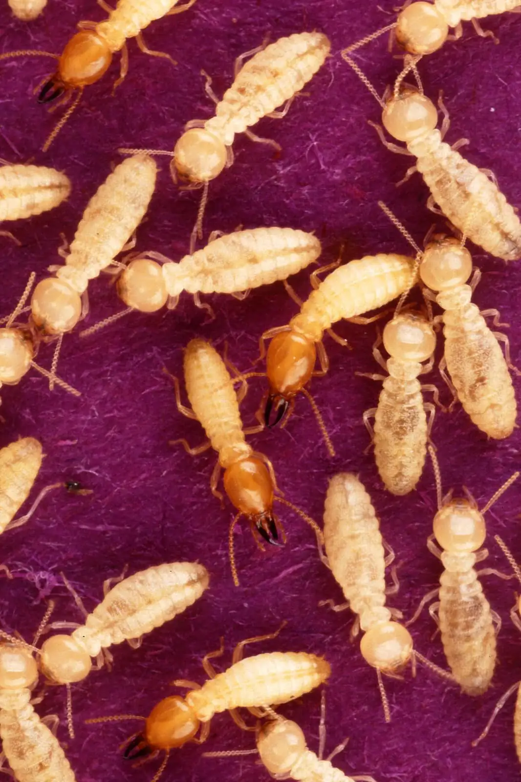 Formosan subterranean termites, workers and soldiers grouped together
