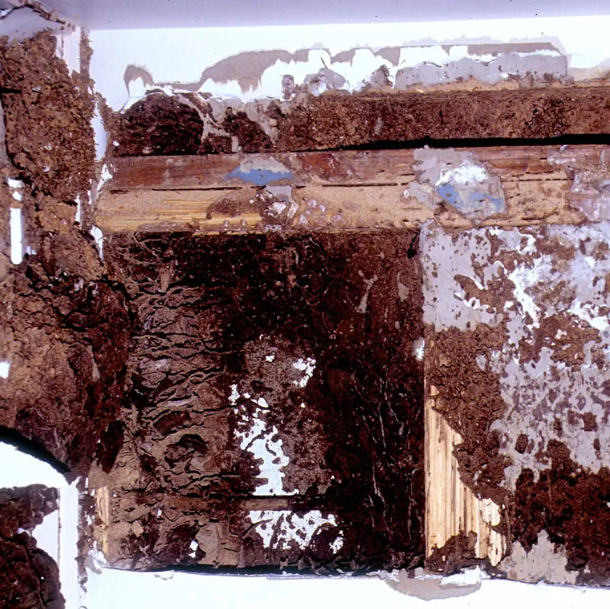 Wall framing and plaster destroyed by termites, exposing tunnels packed with soil