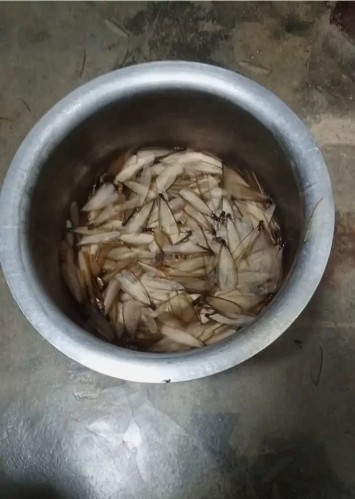 Winged termites gathered in a bowl after a swarm