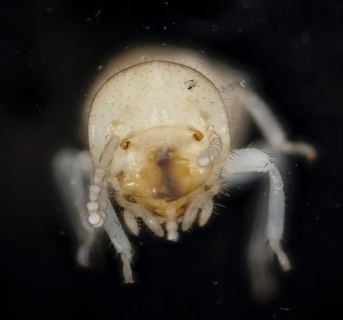 Close-up of a pale subterranean termite worker