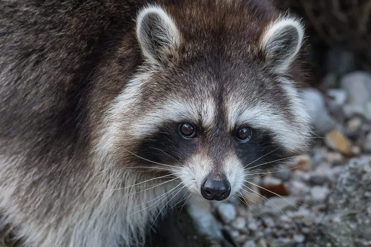 Raccoon close-up showing the masked face of the roundworm's host