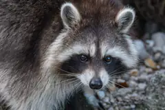 Raccoon close-up showing the masked face of the roundworm's host