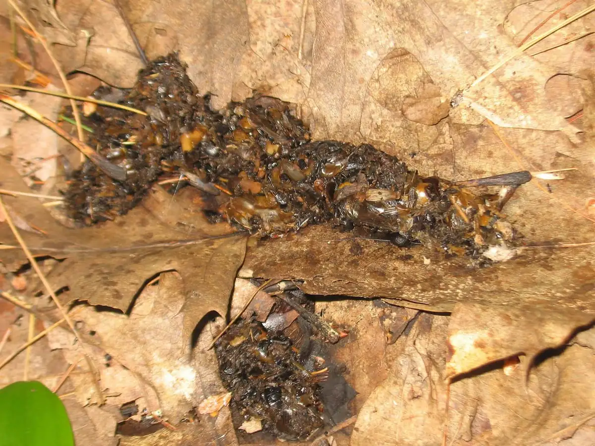Raccoon scat on leaves showing seeds and tubular shape