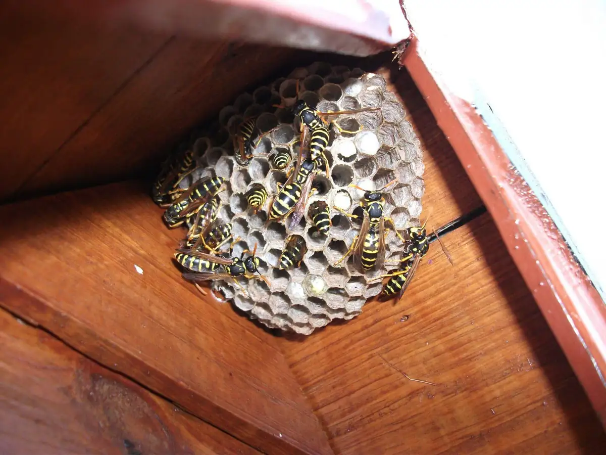European paper wasp nest under an eave