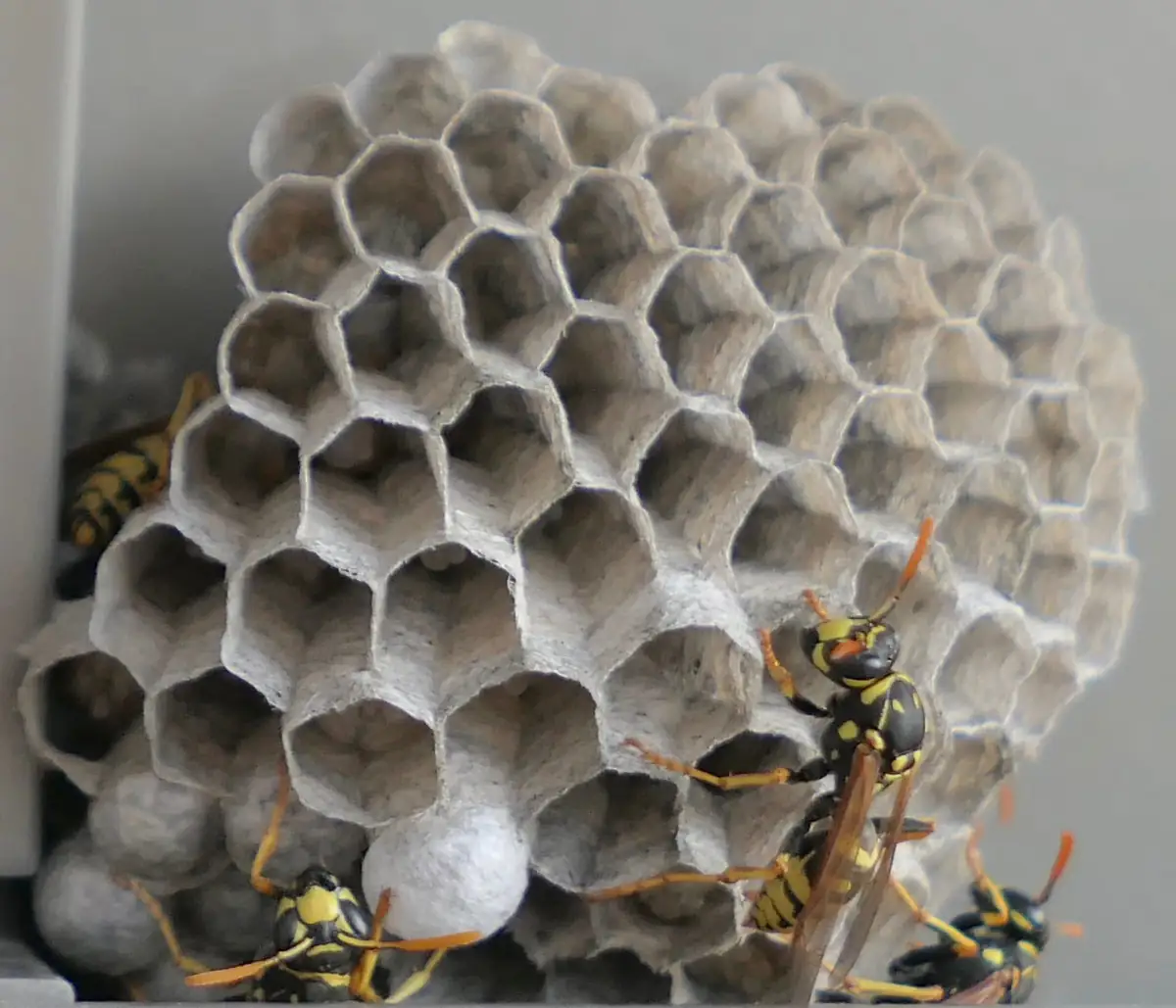 Paper wasps tending an open comb nest with visible brood cells