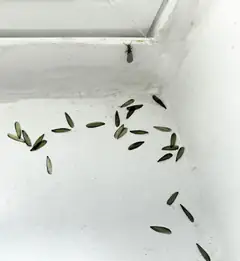 Termite and shed wings on an interior windowsill