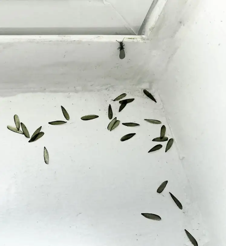 Termite and shed wings on an interior windowsill