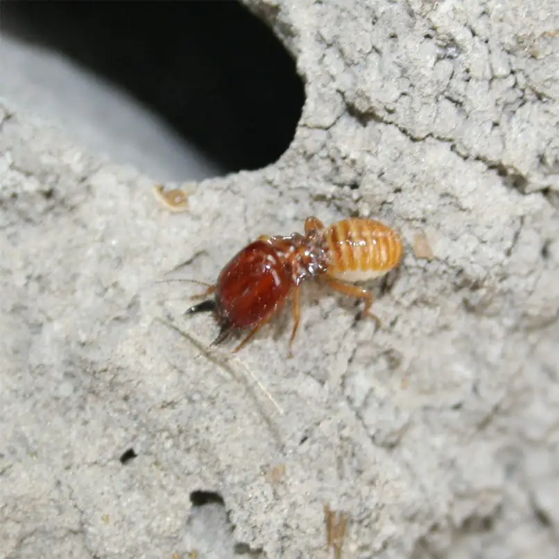 Termite soldier with powerful jaws, defender of the colony