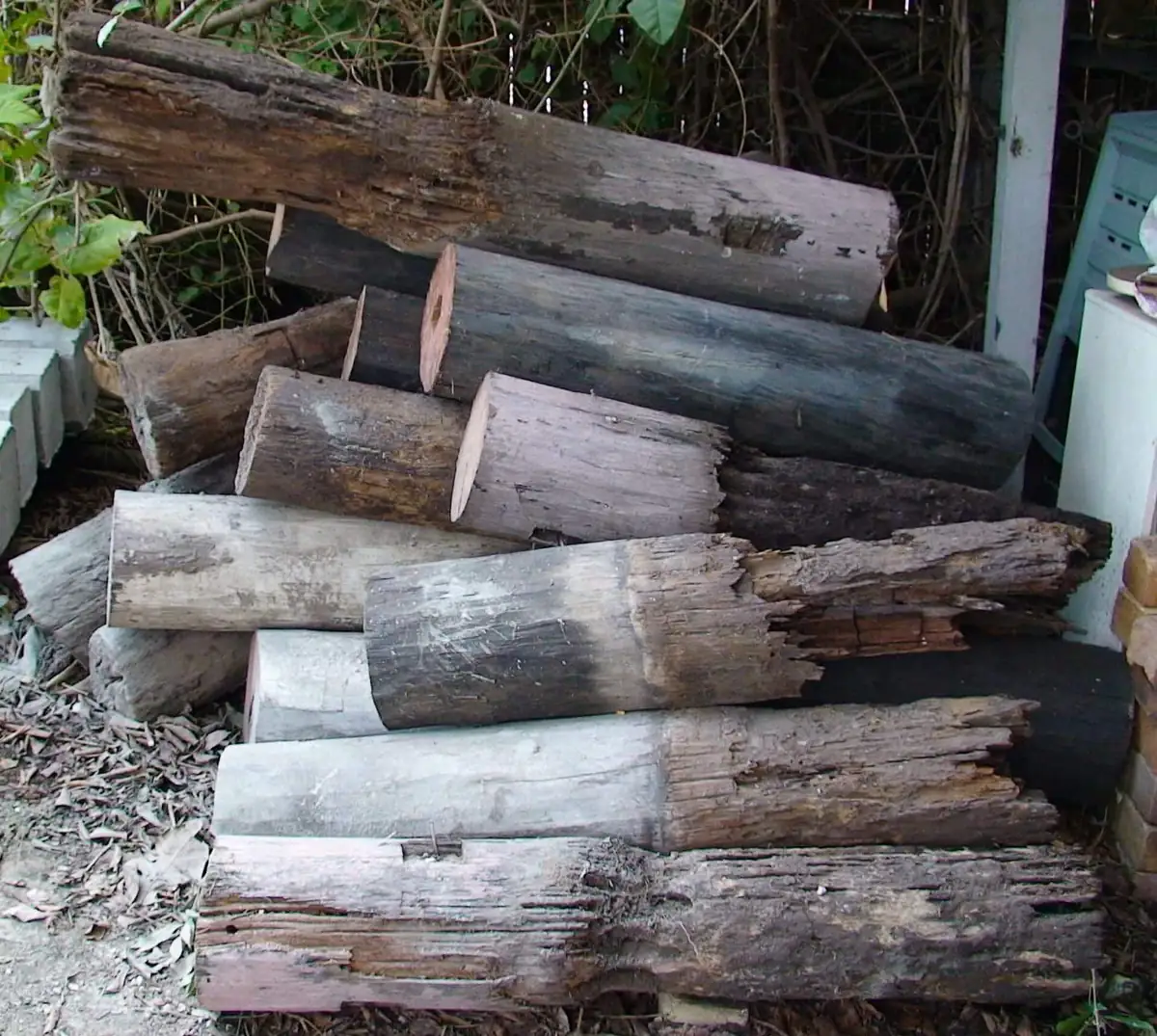 House support stumps hollowed and eaten away by termites