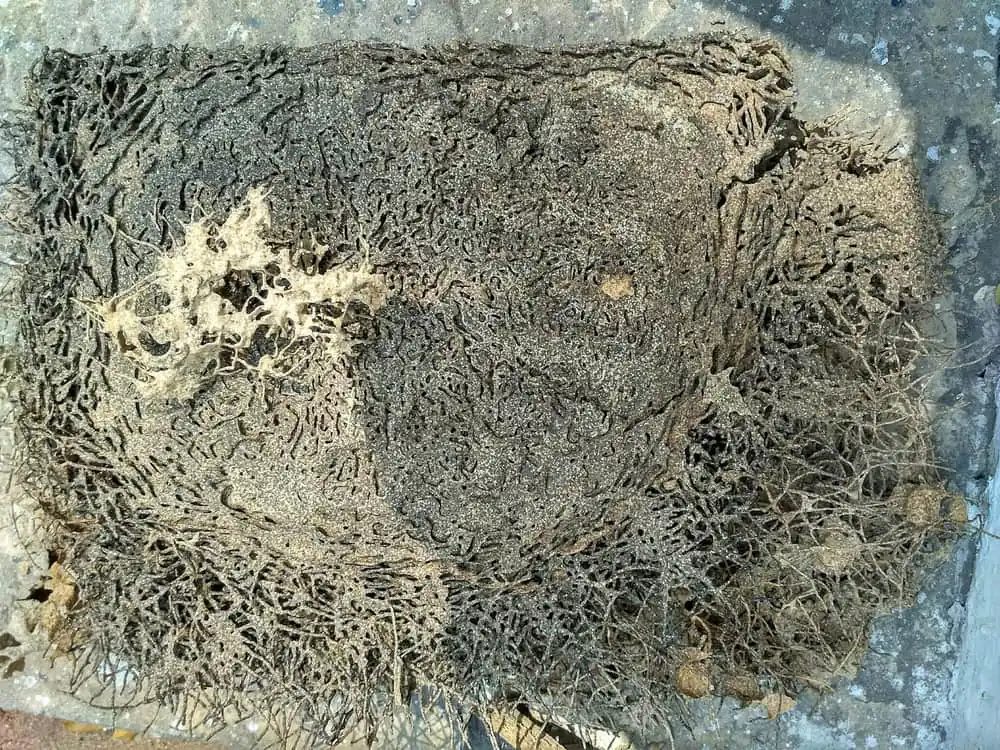 Block of wood tunneled through with termite galleries