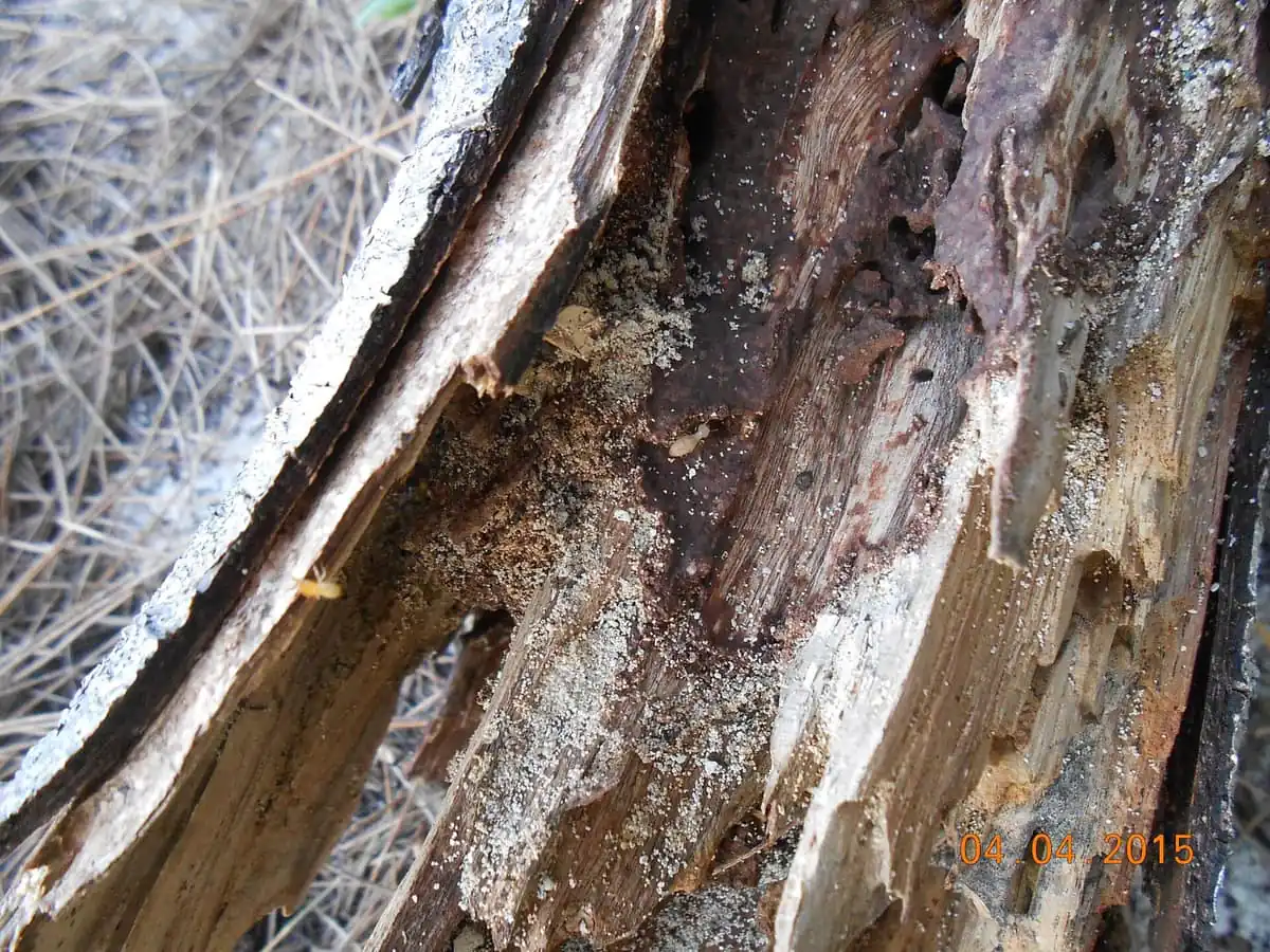 Live termites exposed inside split wood