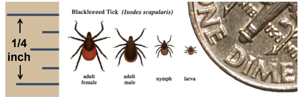 Deer tick life stages beside a ruler and a dime for scale