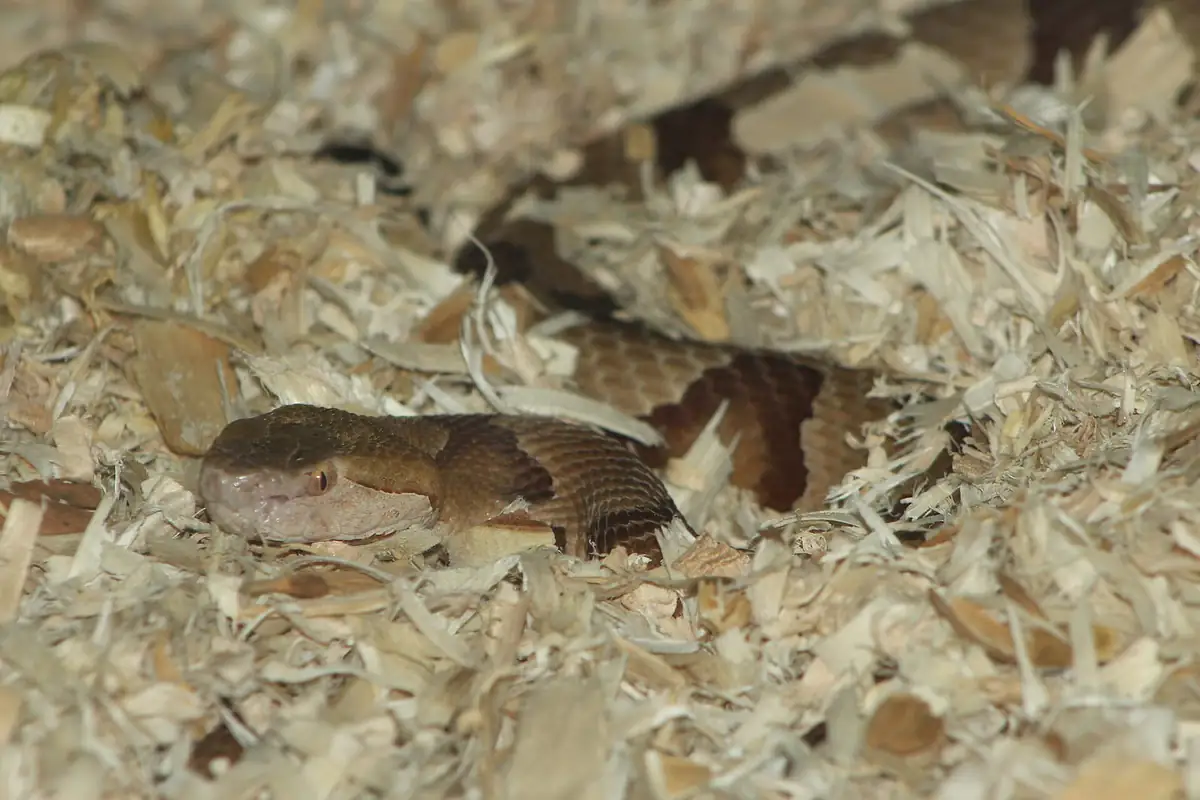 Eastern copperhead coiled showing hourglass banding pattern