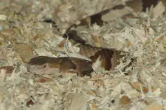 Eastern copperhead coiled showing hourglass banding pattern