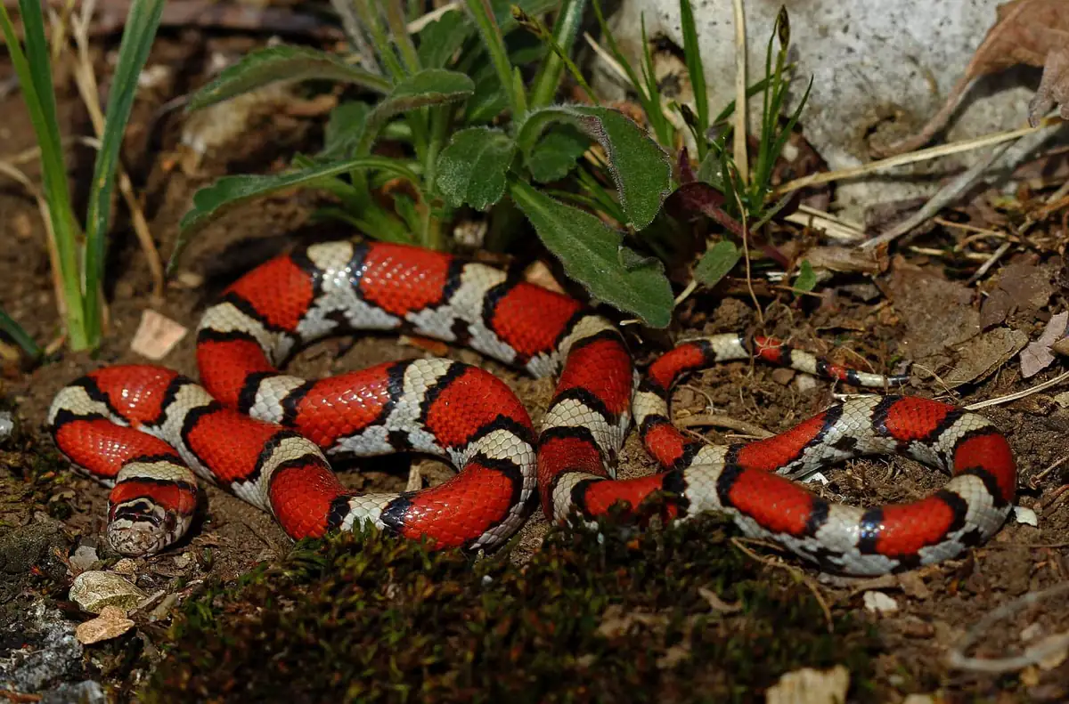 Red, black and white banded eastern milk snake coiled on soil, a harmless coral-snake look-alike