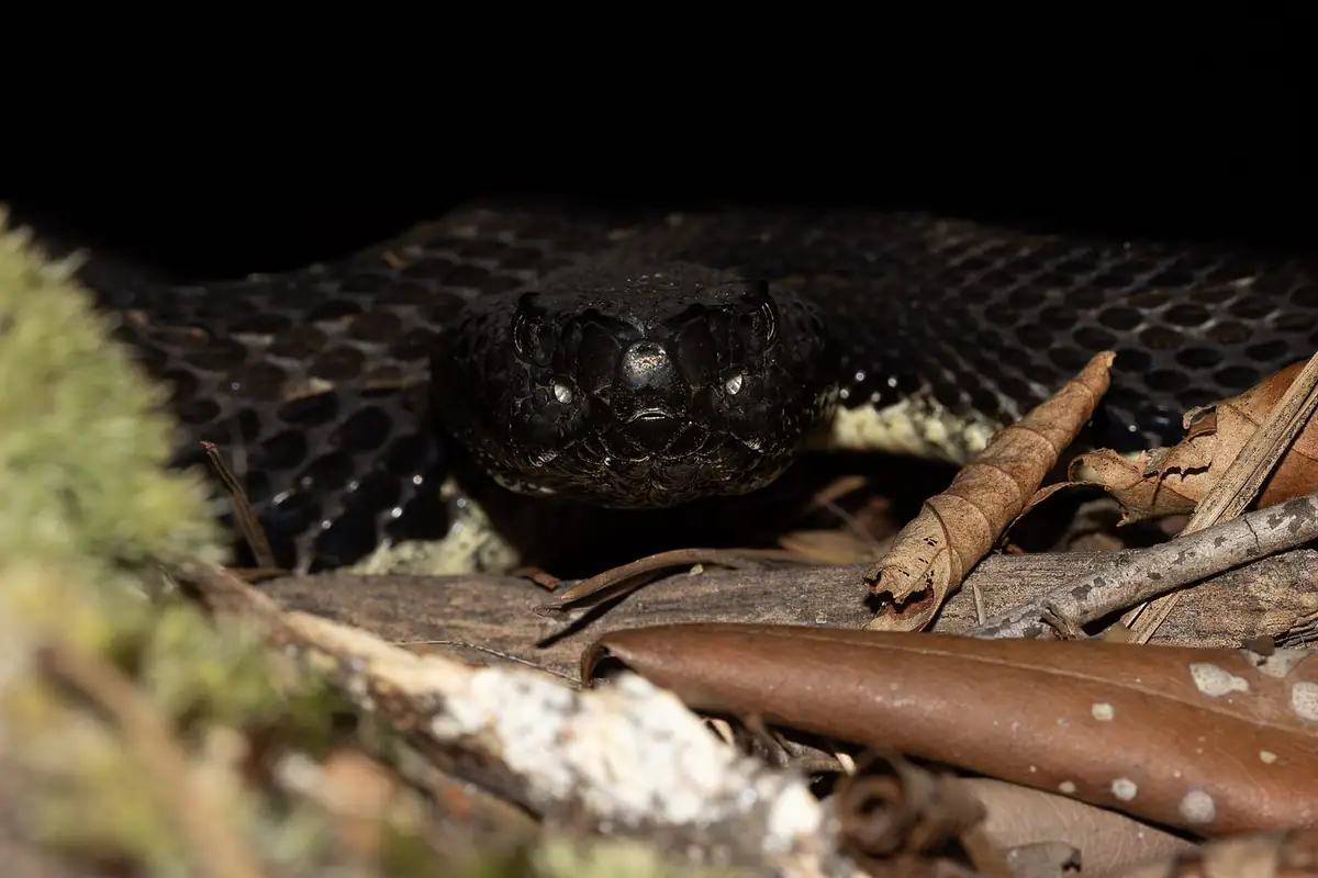 Timber rattlesnake head raised among leaves, photographed head-on