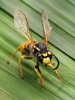 German wasp with yellow and black markings resting on a green leaf