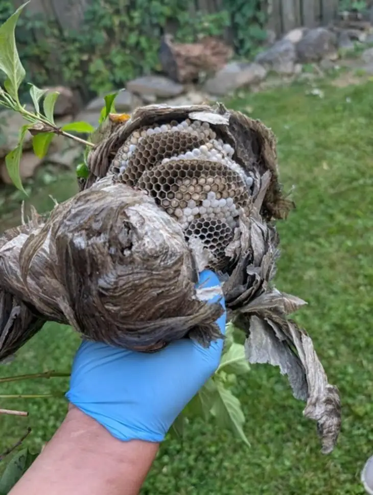 Removed yellowjacket nest with exposed comb held in a gloved hand