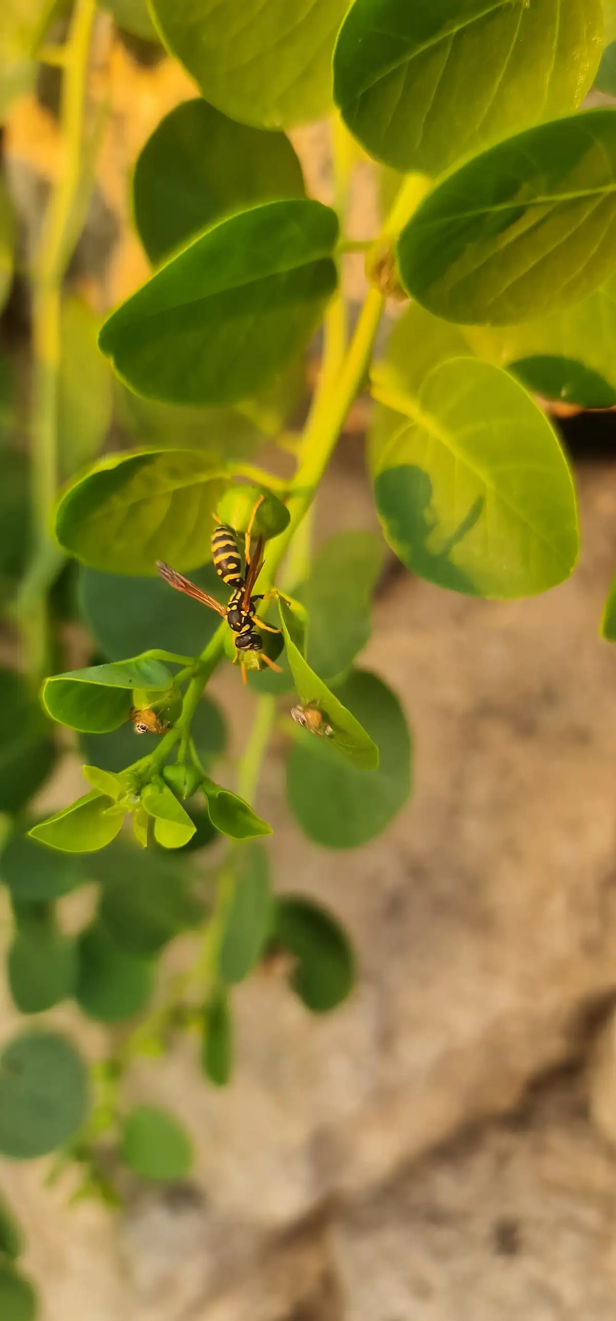Paper wasp with slender body and long legs on green foliage