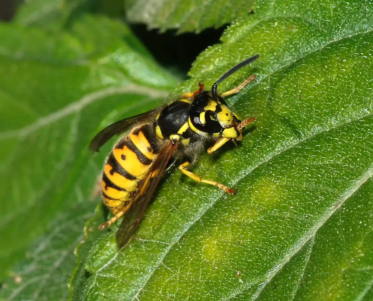 Yellowjacket wasp resting on a green leaf