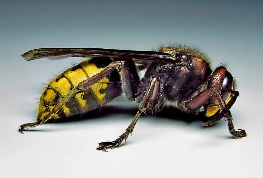 European hornet side profile showing its large brown and yellow body