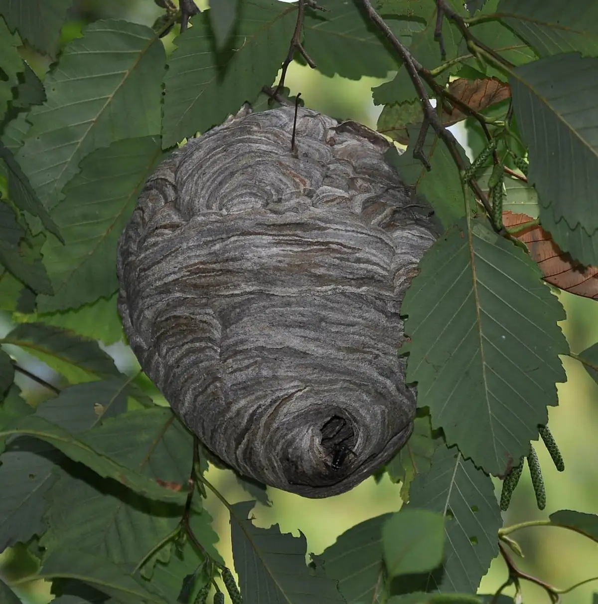 Bald-faced hornet paper nest hanging in a tree