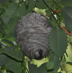 Bald-faced hornet paper nest hanging in a tree