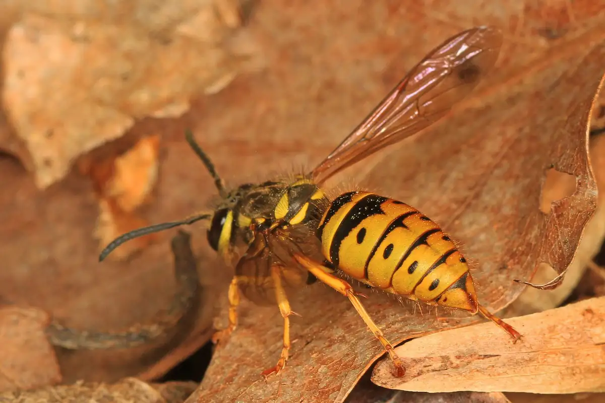 Eastern yellowjacket showing bright yellow and black banding