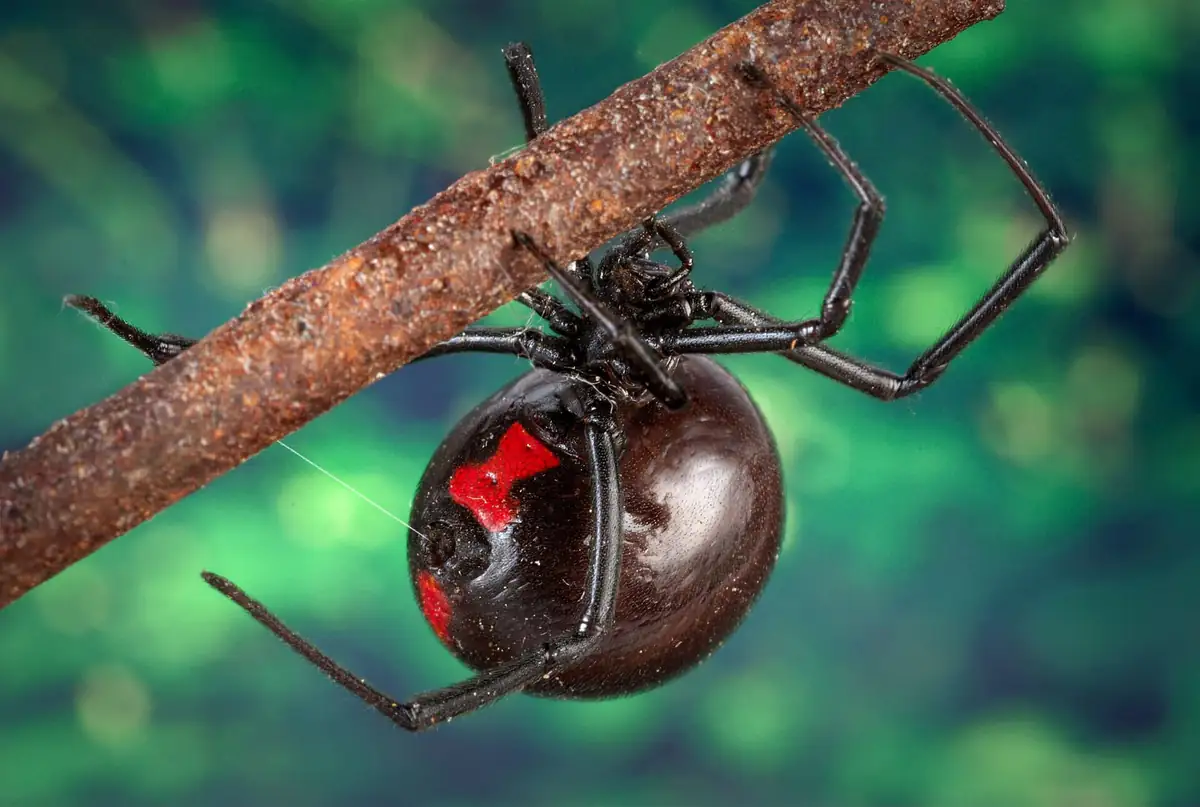 Black widow spider hanging in a web showing red hourglass marking